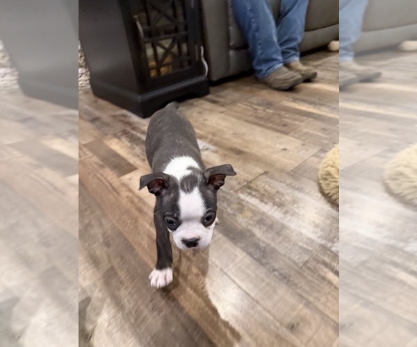 Medium Photo #6 Boston Terrier Puppy For Sale in FREDONIA, KS, USA