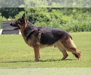 Father of the German Shepherd Dog puppies born on 02/11/2024