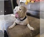 Small #8 American Pit Bull Terrier-American Staffordshire Terrier Mix