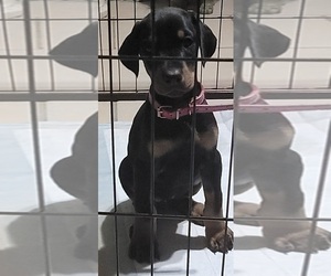 Doberman Pinscher Puppy for sale in BRIDGEPORT, TX, USA
