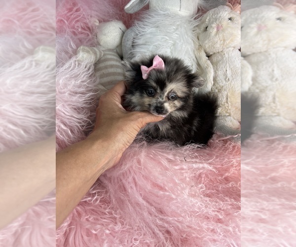Medium Photo #3 Pomeranian Puppy For Sale in FORT LAUDERDALE, FL, USA