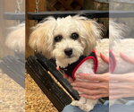 Small #2 Maltese Mix