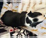 Small Photo #16 Boston Terrier Puppy For Sale in CARMICHAEL, CA, USA