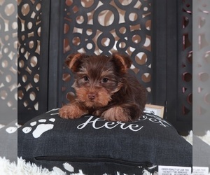 Yorkshire Terrier Puppy for sale in MOUNT VERNON, OH, USA