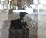Small Photo #15 Miniature Pinscher Puppy For Sale in BULGER, PA, USA