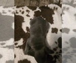 Small #3 French Bulldog