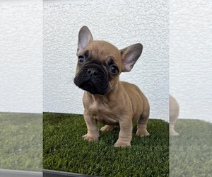 French Bulldog Puppy for sale in SOLEDAD, CA, USA