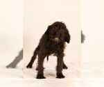 Small Photo #4 Bossi-Poo Puppy For Sale in BRISTOL, IN, USA