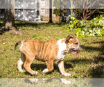 Small #19 Olde English Bulldogge