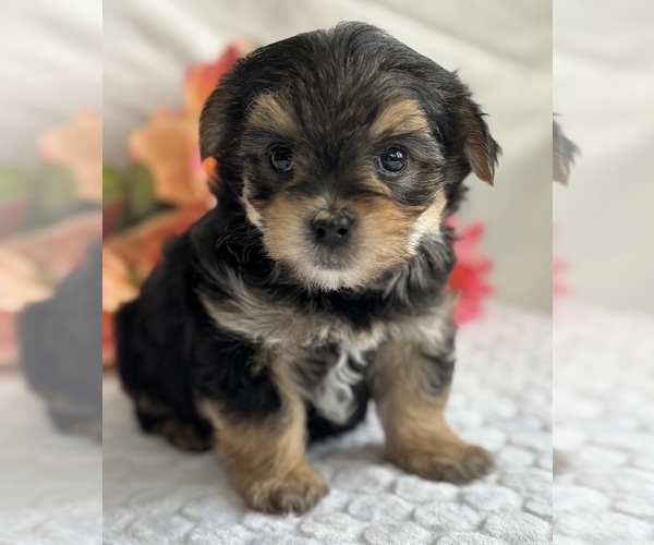 Medium Photo #10 Morkie Puppy For Sale in ROCK STREAM, NY, USA