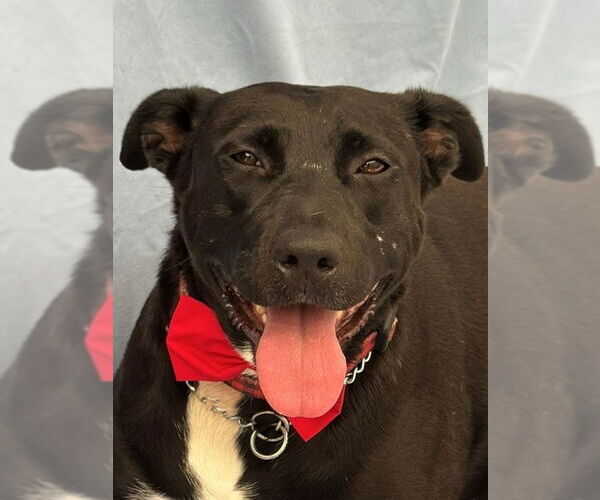 Medium Photo #5 Labrador Retriever-Unknown Mix Puppy For Sale in Lake Forest, CA, USA