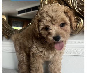 ShihPoo Puppy for sale in PERRY HALL, MD, USA