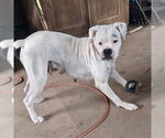 Small #3 Boxer