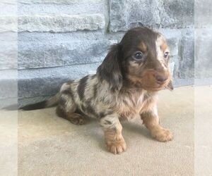 Dachshund Puppy for sale in HAVEN, KS, USA