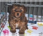 Small Photo #18 Yorkshire Terrier Puppy For Sale in ORO VALLEY, AZ, USA