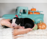 Small #4 Border Collie