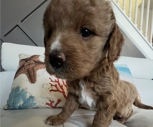 Goldendoodle Puppy for Sale in LAKEWOOD RANCH, Florida USA