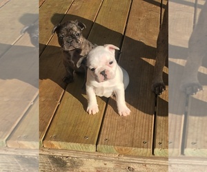 French Bulldog Puppy for sale in NEWPORT, AR, USA