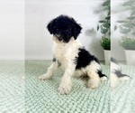 Small #3 Bernedoodle (Miniature)