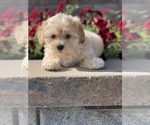 Small Photo #3 Zuchon Puppy For Sale in CANOGA, NY, USA