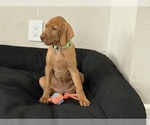 Small Photo #2 Vizsla Puppy For Sale in CANBY, OR, USA
