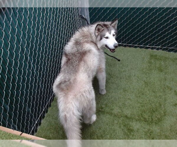 Medium Photo #1 Alaskan Malamute Puppy For Sale in Downey, CA, USA