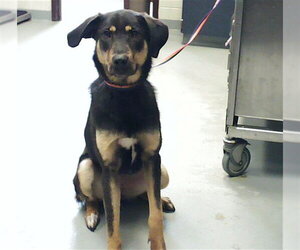 Treeing Walker Coonhound-Unknown Mix Dogs for adoption in Fayetteville, NC, USA