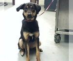 Small Treeing Walker Coonhound Mix