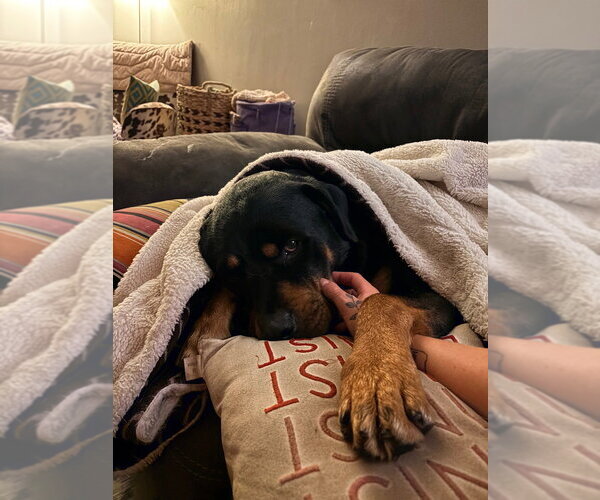 Medium Photo #2 Rottweiler Puppy For Sale in Andover, MN, USA
