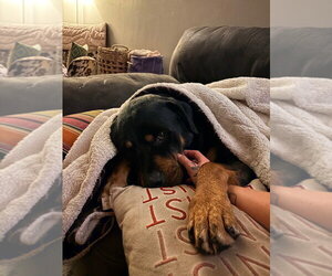 Walter Blackwell - Male Rottweiler Dog for Adoption - Photo #2