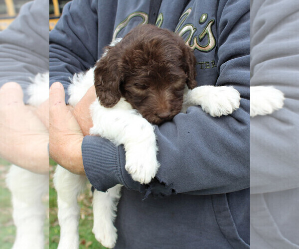 Medium Photo #14 German Shorthaired Pointer-Poodle (Standard) Mix Puppy For Sale in WHITE POST, VA, USA