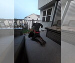 Small #3 Doberman Pinscher Mix