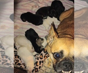 Mother of the French Bulldog puppies born on 01/24/2024
