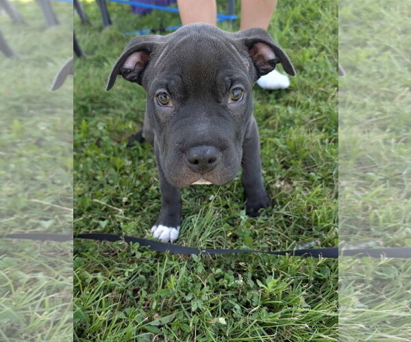 Medium Photo #4 American Pit Bull Terrier-Unknown Mix Puppy For Sale in Germantown, OH, USA