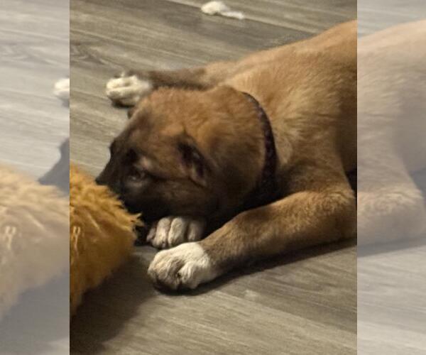 Medium Photo #2 German Shepherd Dog-Unknown Mix Puppy For Sale in Incline Village, NV, USA