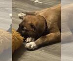 Small #1 German Shepherd Dog Mix