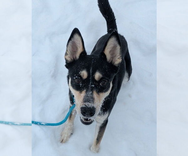 Medium Photo #6 Australian Kelpie-Siberian Husky Mix Puppy For Sale in Richmond, IN, USA