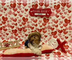 Shih Tzu Puppy for sale in CONROE, TX, USA
