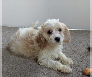 Cavachon Puppy for sale in FREDERICKSBURG, OH, USA