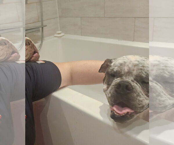 Medium Photo #10 Bulldog-Unknown Mix Puppy For Sale in Rosenberg, TX, USA