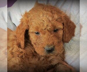 Goldendoodle (Miniature) Puppy for sale in YODER, KS, USA