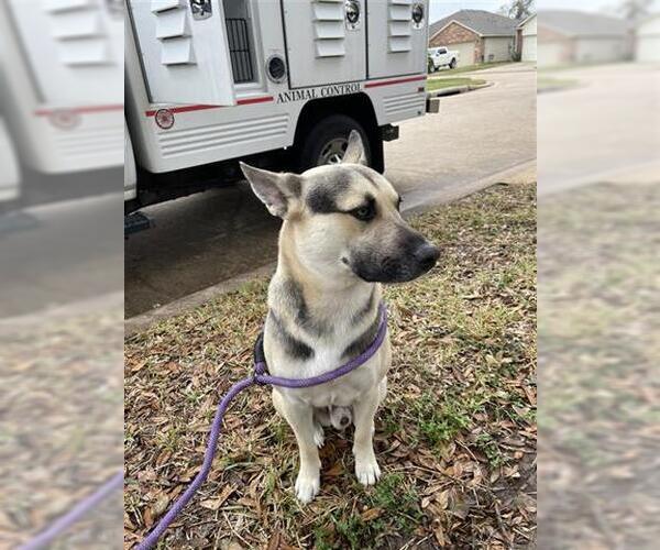 Medium Photo #1 German Shepherd Dog-Unknown Mix Puppy For Sale in Houston, TX, USA
