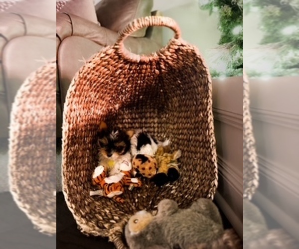 Medium Photo #2 Yorkshire Terrier Puppy For Sale in WETUMPKA, AL, USA