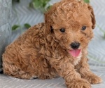 Small Photo #29 Poodle (Toy) Puppy For Sale in GOSHEN, IN, USA