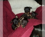 Small Photo #10 Miniature Pinscher Puppy For Sale in BULGER, PA, USA