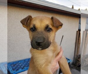 Pup 7 LIGHT BLUE - Male Huskies -Unknown Mix Dog for Adoption - Photo #3