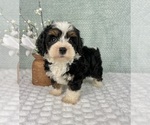 Small #1 Cavapoo