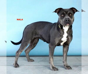 Mutt Dogs for adoption in Woodland Hills, CA, USA