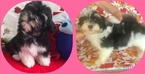 Small Photo #1 Havanese Puppy For Sale in OCALA, FL, USA