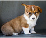Small Photo #12 Pembroke Welsh Corgi Puppy For Sale in WAKARUSA, IN, USA